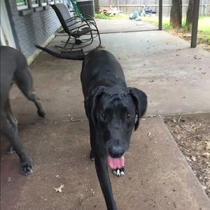 Meet your Posher, Koko